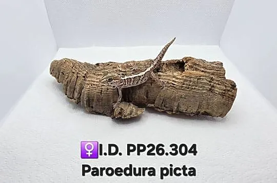Paroedura Picta gekon madagaskarski, Śląskie, Zawiercie