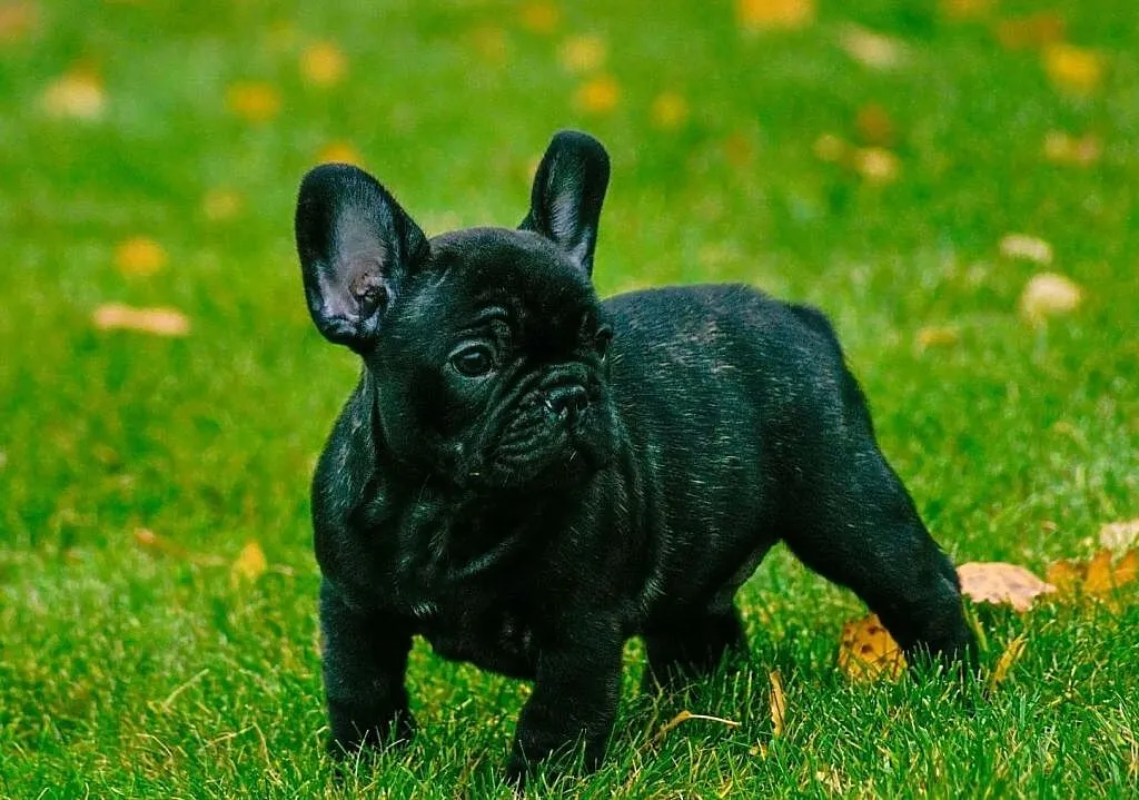 buldog francuski, , Włocławek