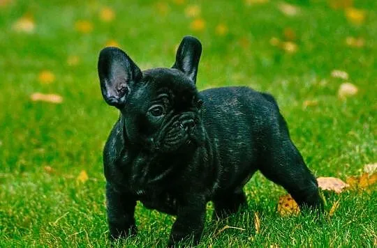 buldog francuski, , Włocławek