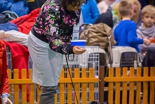 buldog francuski, , Włocławek