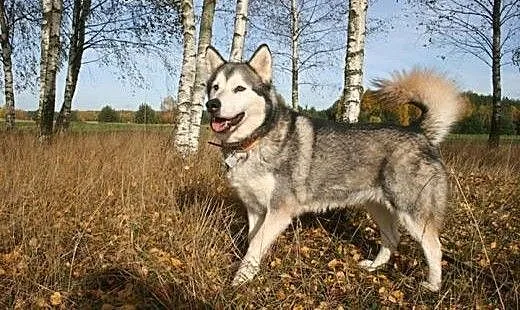 Luka kochana suczka uwielbiająca ludzi ALASKAN MAL