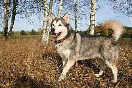 Luka kochana suczka uwielbiająca ludzi ALASKAN MALAMUTE, Kundelki cała Polska