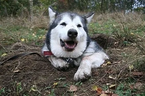 Luka kochana suczka uwielbiająca ludzi ALASKAN MAL