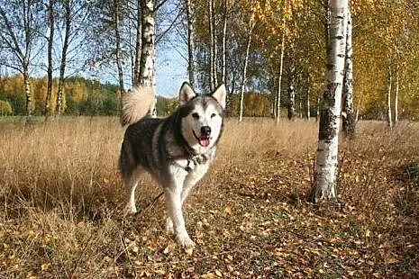 Luka kochana suczka uwielbiająca ludzi ALASKAN MAL