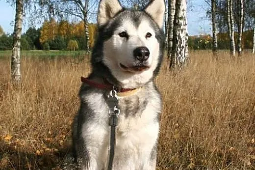 Luka kochana suczka uwielbiająca ludzi ALASKAN MAL