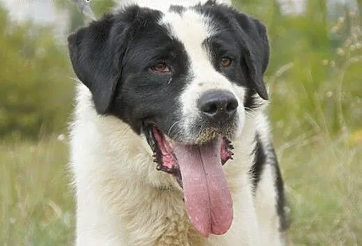 Dunkan :) pies, adopcja, lubuskie Gorzów Wielkopo