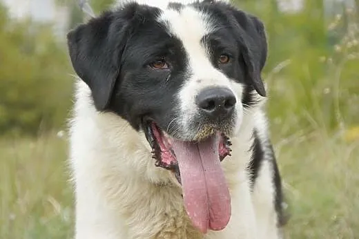 Dunkan :) pies, adopcja,  lubuskie Gorzów Wielkopo