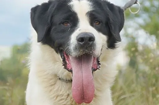 Dunkan :) pies, adopcja,  lubuskie Gorzów Wielkopo