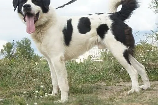 Dunkan :) pies, adopcja,  lubuskie Gorzów Wielkopo