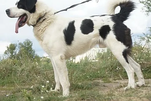 Dunkan :) pies, adopcja,  lubuskie Gorzów Wielkopo