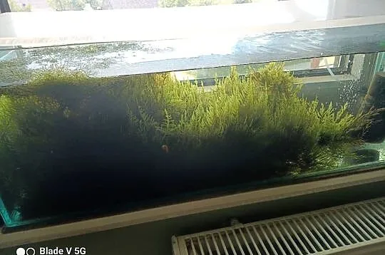 rybki i roślinki akwariowe., Podlaskie, Kolno