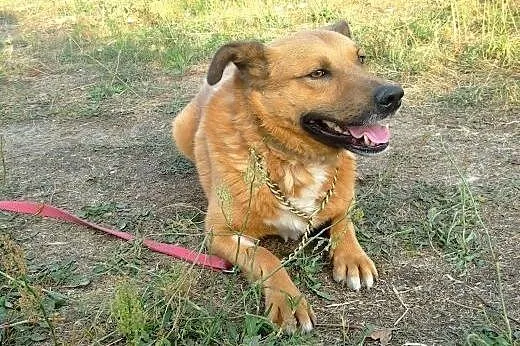 Przecudowny DENZEL szuka swojego domu,  Kundelki c