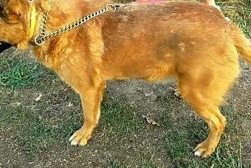 Przecudowny DENZEL szuka swojego domu,  Kundelki c