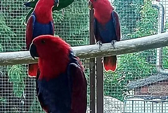 Lora wielka, lory