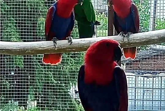 Lora wielka, lory, Małopolskie, Tarnów