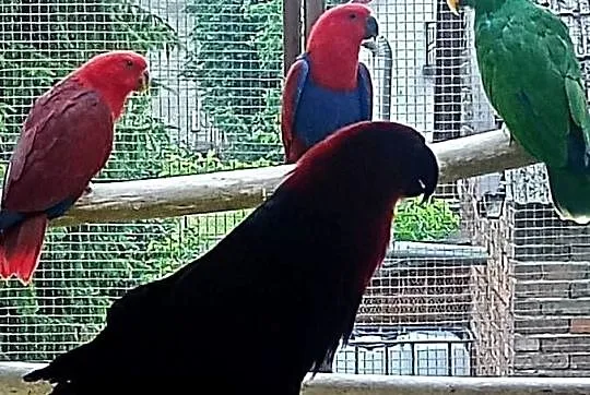 Lora wielka, lory, Małopolskie, Tarnów