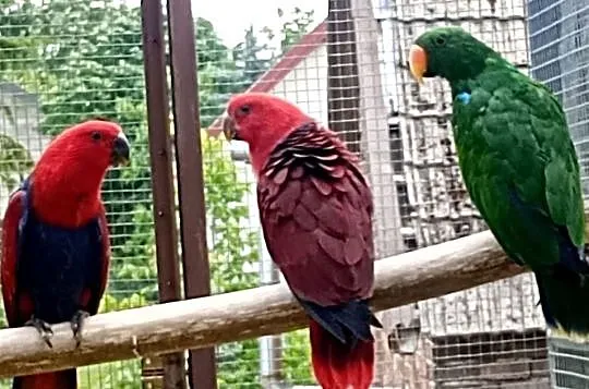 Lora wielka, lory, Małopolskie, Tarnów