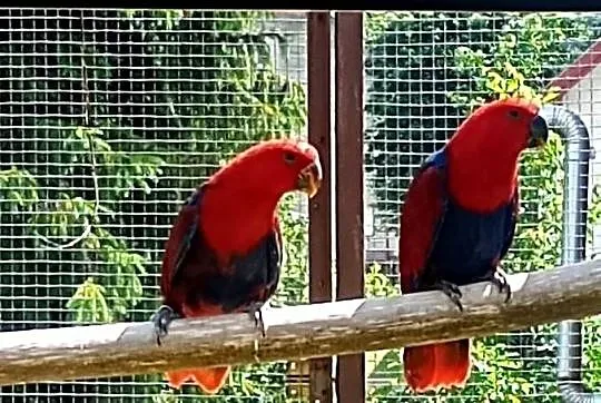 Lora wielka, lory, Małopolskie, Tarnów