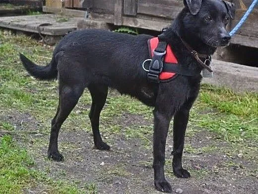 Bambo mały psiak w średnim wieku zagubiony w schro
