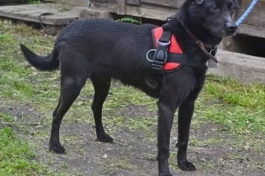 Bambo mały psiak w średnim wieku zagubiony w schro