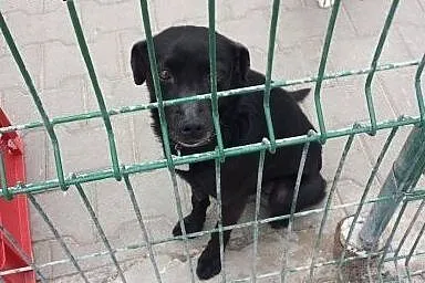 Bambo mały psiak w średnim wieku zagubiony w schro