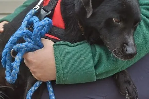 Bambo mały psiak w średnim wieku zagubiony w schro