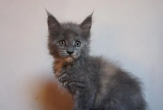 Przepiękne kocurki i koteczki MAINE COON - wystawo