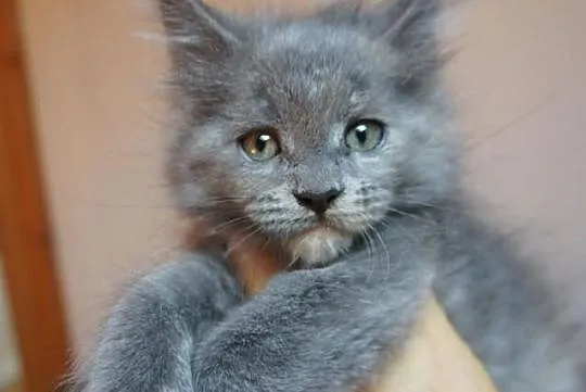 Przepiękne kocurki i koteczki MAINE COON - wystawo