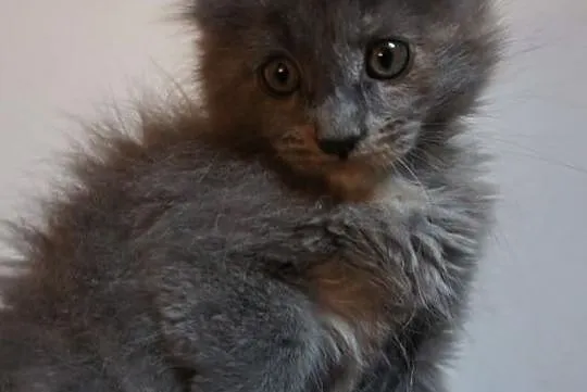 Przepiękne kocurki i koteczki MAINE COON - wystawo