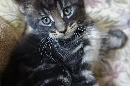 Przepiękne kocurki i koteczki MAINE COON - wystawo