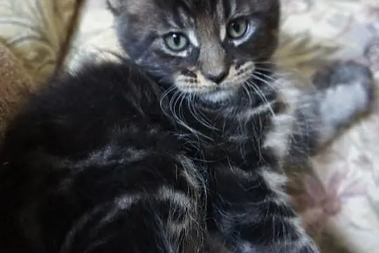 Przepiękne kocurki i koteczki MAINE COON - wystawo
