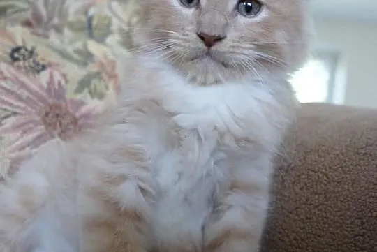 Przepiękne kocurki i koteczki MAINE COON - wystawo
