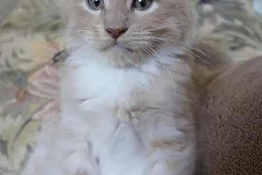 Przepiękne kocurki i koteczki MAINE COON - wystawo