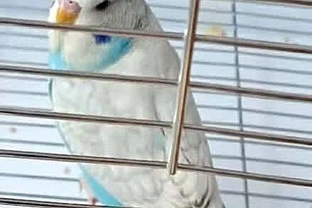 Papużka falista młoda z całym wyposażeniem