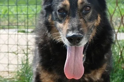 Orson - duzy, przyjazdny owczarek - adopcja,  małopolskie Kraków