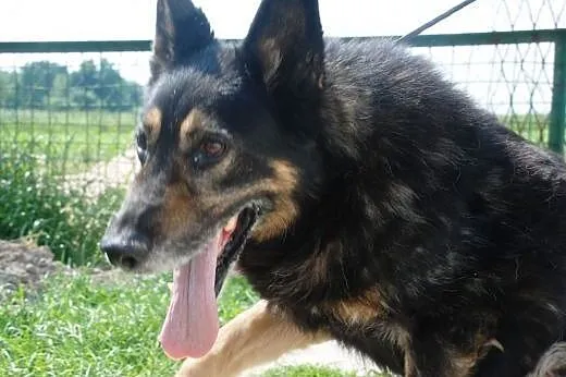 Orson - duzy, przyjazdny owczarek - adopcja,  mało