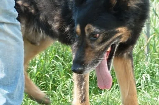 Orson - duzy, przyjazdny owczarek - adopcja,  mało