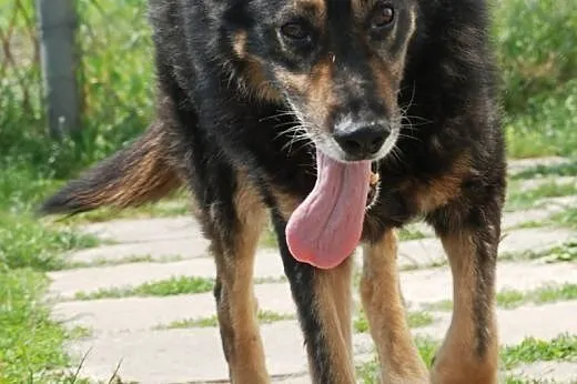 Orson - duzy, przyjazdny owczarek - adopcja,  mało