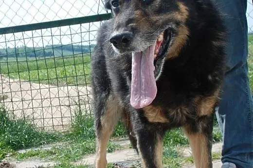 Orson - duzy, przyjazdny owczarek - adopcja,  mało