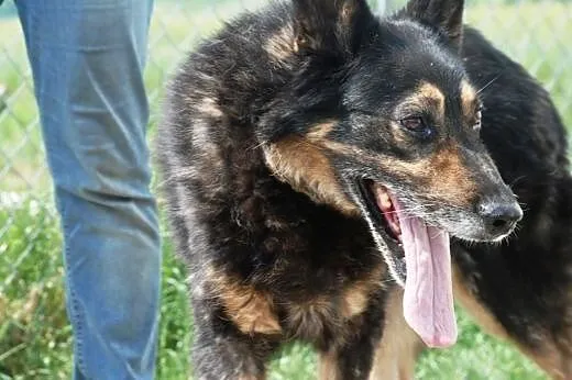 Orson - duzy, przyjazdny owczarek - adopcja,  mało
