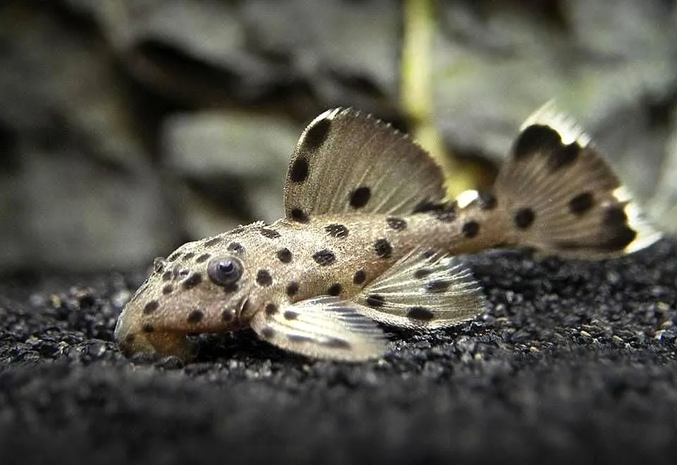 Glonojad L264 - Leporacanthicus joselimai - ODŁÓW - WF, Pomorskie, Gdańsk