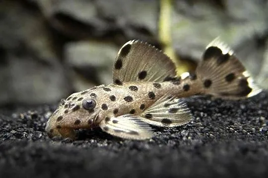 Glonojad L264 - Leporacanthicus joselimai - ODŁÓW - WF, Pomorskie, Gdańsk
