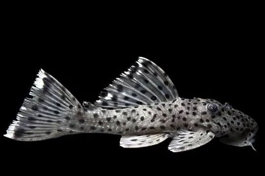 Glonojad L264 - Leporacanthicus joselimai - ODŁÓW - WF, Pomorskie, Gdańsk
