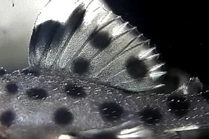 Glonojad L264 - Leporacanthicus joselimai - ODŁÓW - WF, Pomorskie, Gdańsk