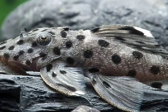 Glonojad L264 - Leporacanthicus joselimai - ODŁÓW - WF, Pomorskie, Gdańsk