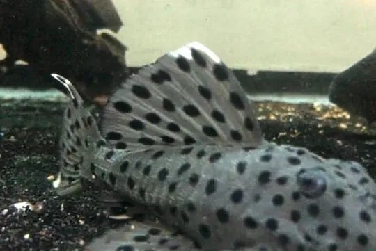 Glonojad L264 - Leporacanthicus joselimai - ODŁÓW - WF, Pomorskie, Gdańsk