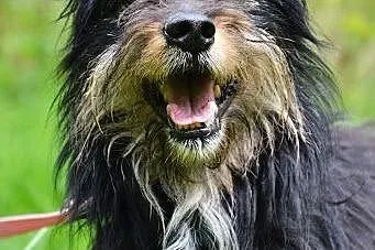 Piękny dlugowłosy Kapsel szuka kochającego domu!, 
