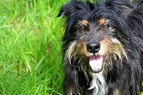 Piękny dlugowłosy Kapsel szuka kochającego domu!, 