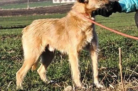 WITAN-bardzo młody,grzeczny psiak w typie teriera ADOPCJA,  małopolskie Kraków