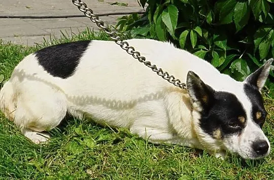 Cudzik-niewielki, spokojny i zrównoważony pies!, Kłomnice